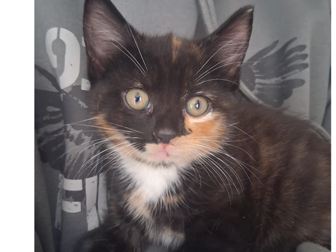 Zola