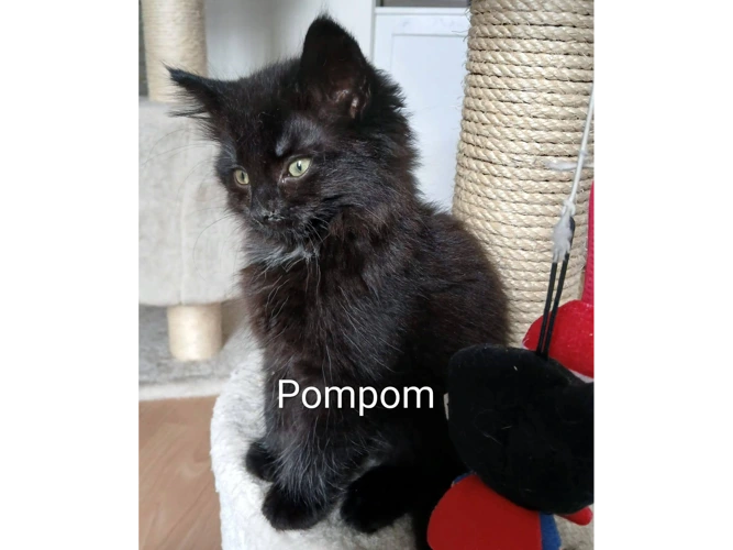 POMPOM