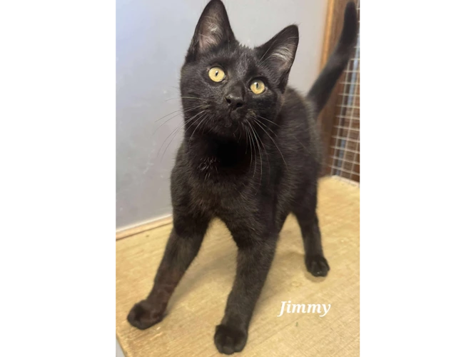 JIMMY