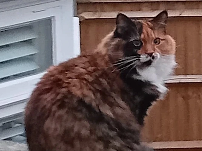 Kitty