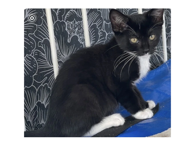 Oreo