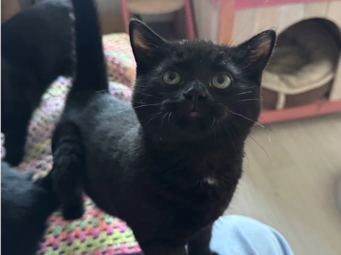 Munchkin and Elphaba