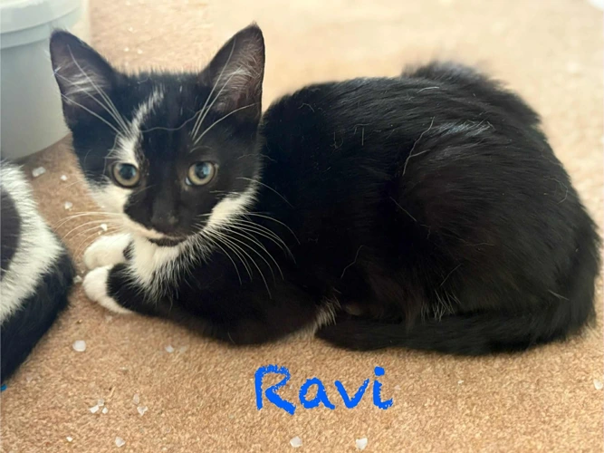 RAVI