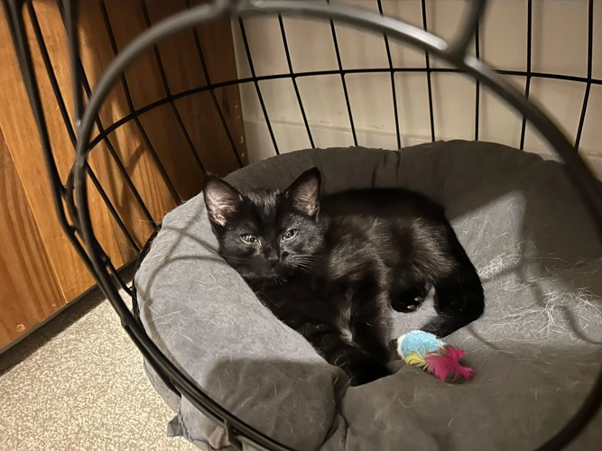 Zorro