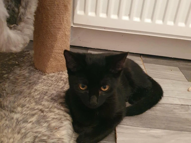 Seren