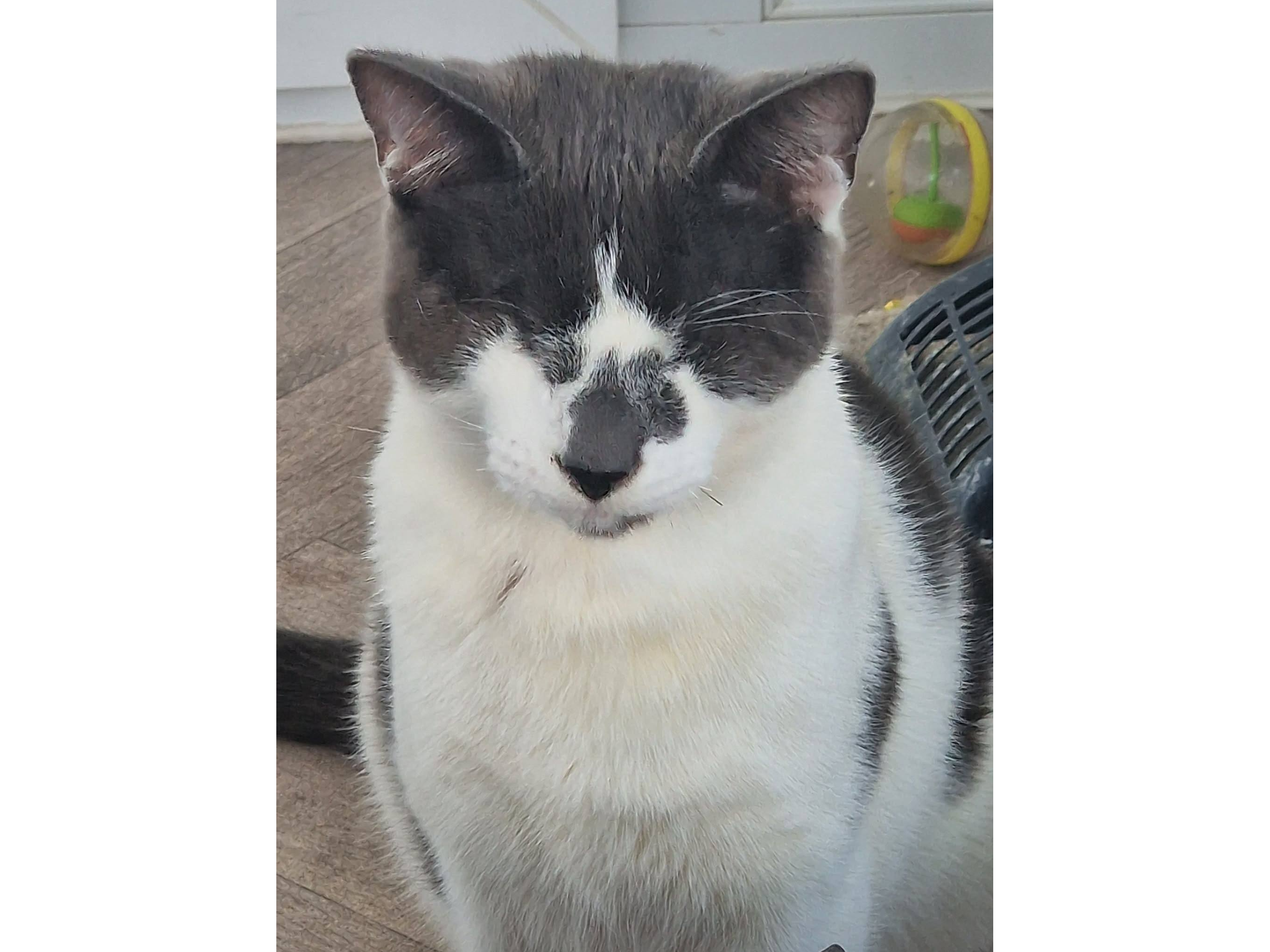 ROMAN — Domestic Cat