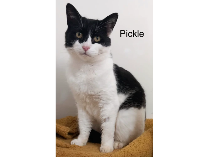 Pickle