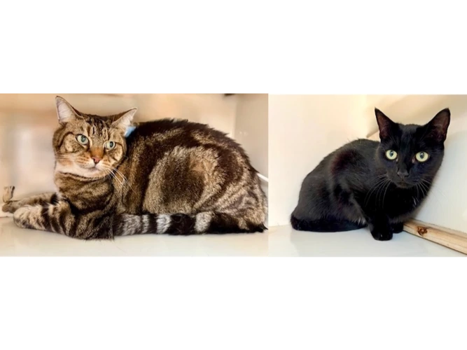 BELLA & TABITHA