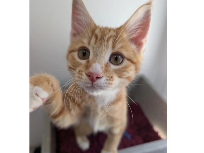 Ed