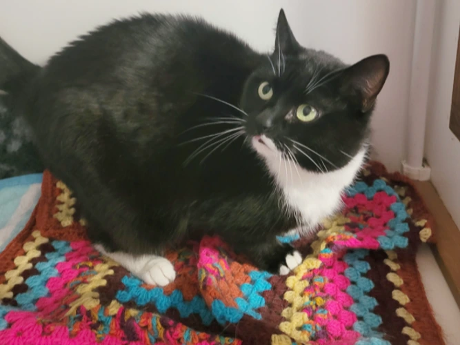 Suki