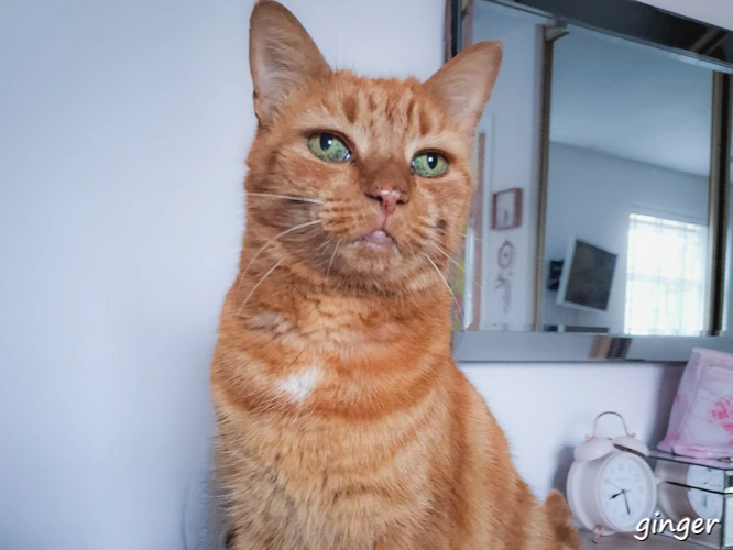 Ginger
