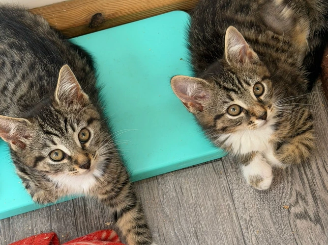 8-week-old tabby kittens