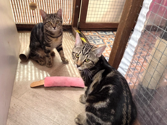 Tony & Willow  (PAIR)