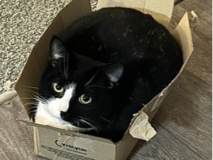 Ten Four — Domestic Cat