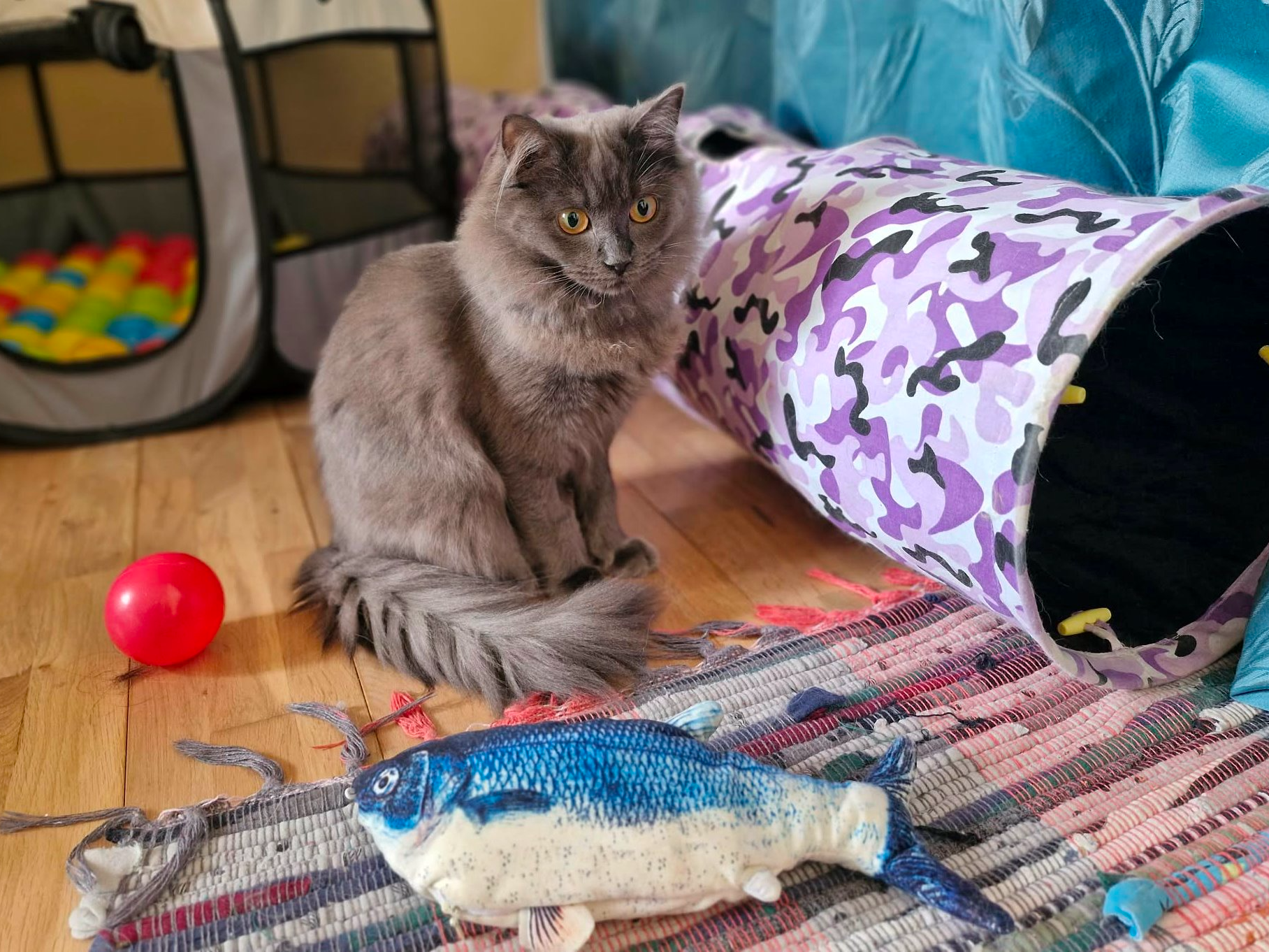 STORMY — Domestic Cat