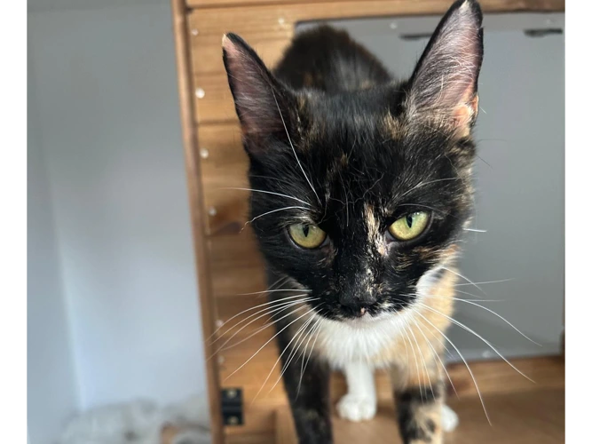2-year-old Belle