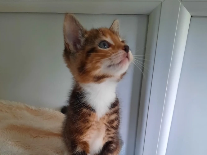 Rosie