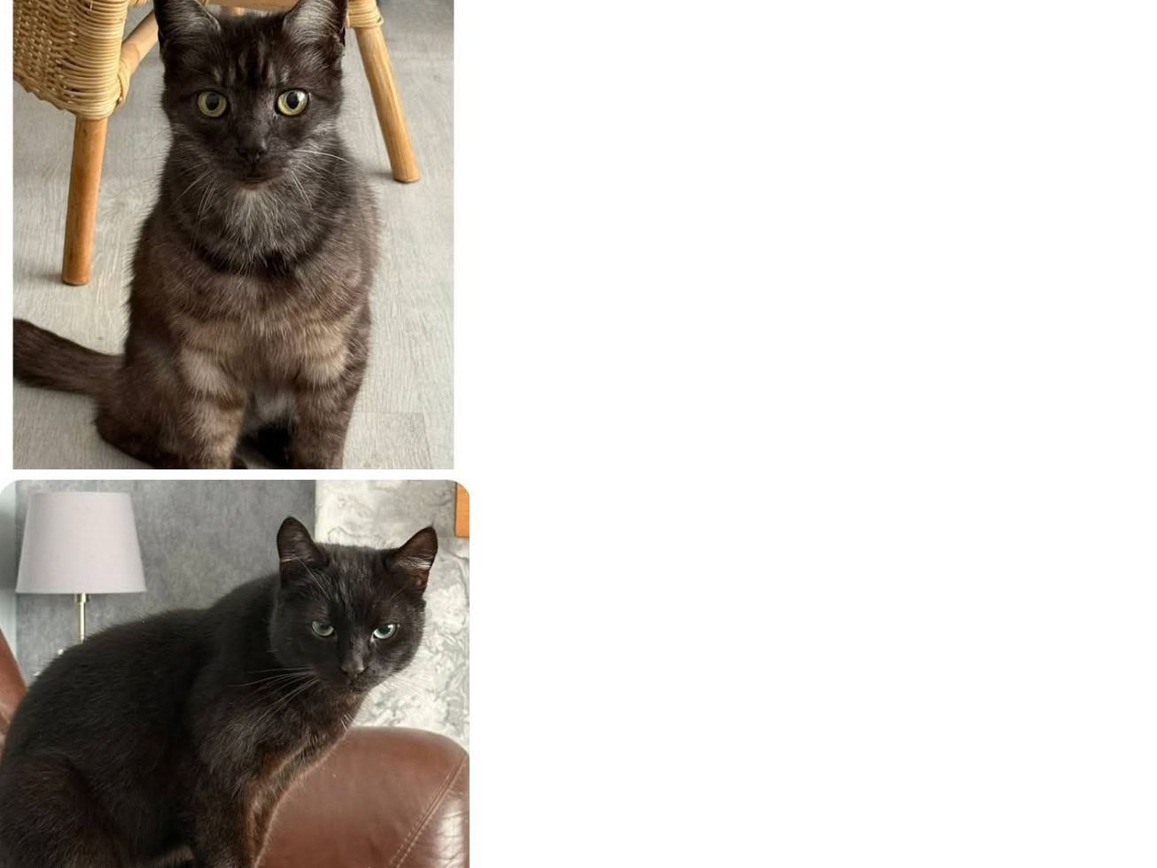 JASPER & WOODY (DH) — Domestic Cat