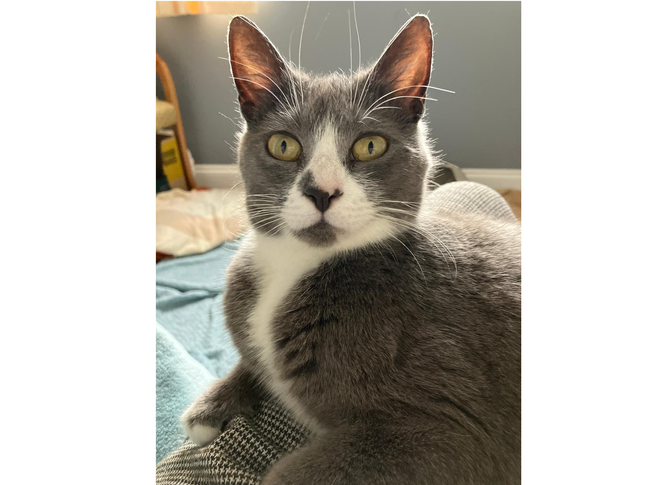 Luna — Domestic Cat