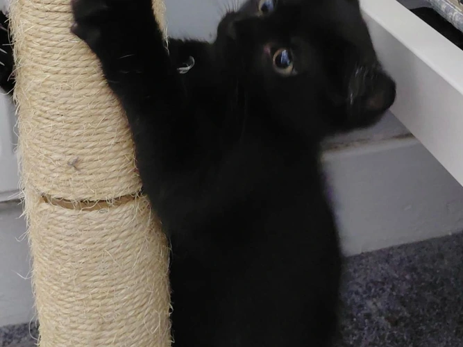 Sue's kittens