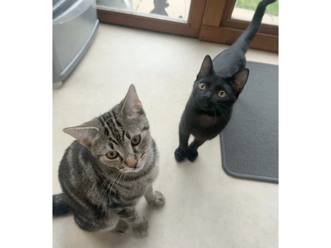 Pea & Felix