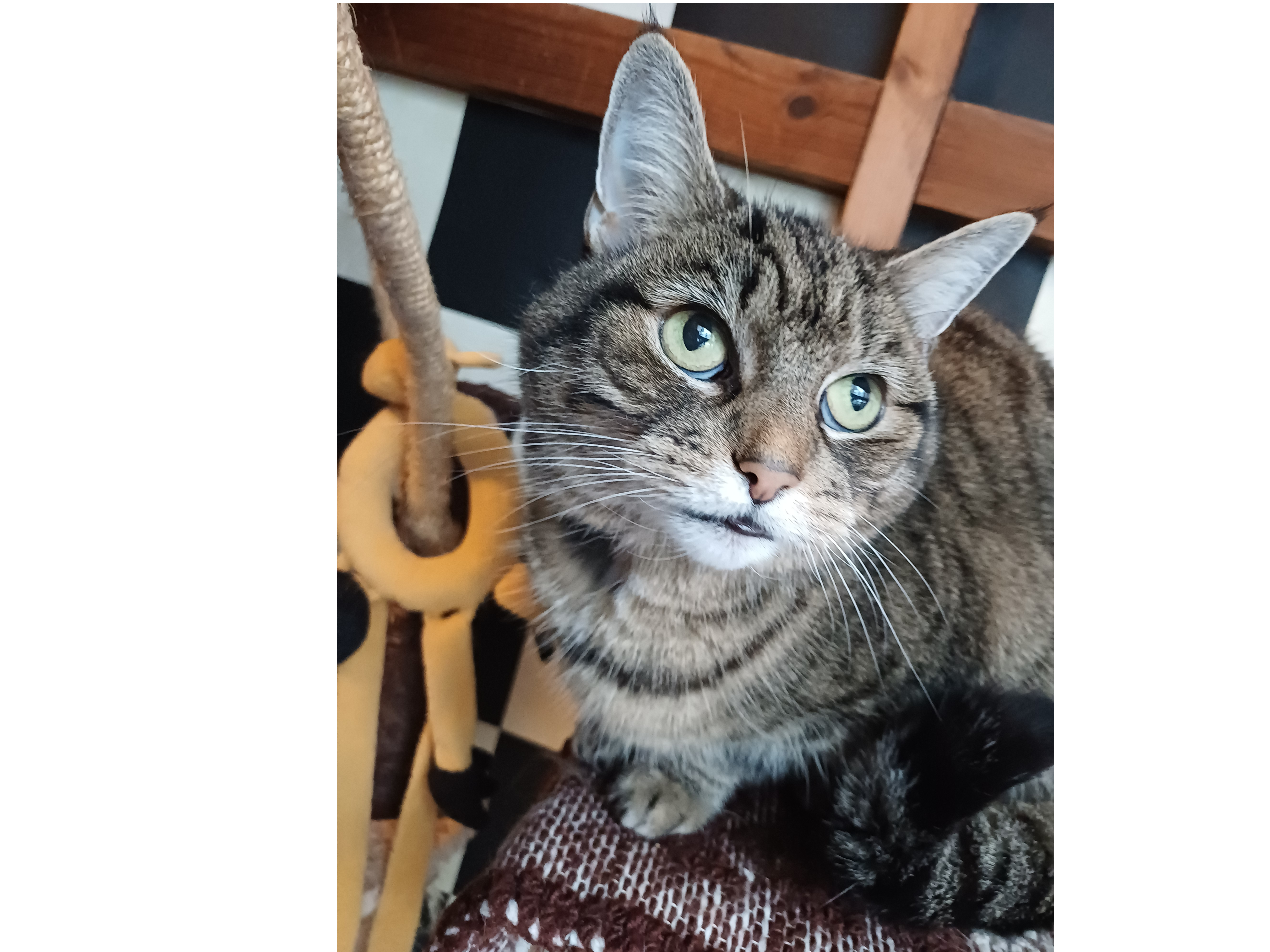 DRH Moggi — Domestic Cat