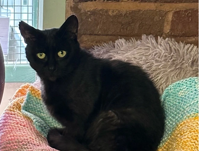 Sooty