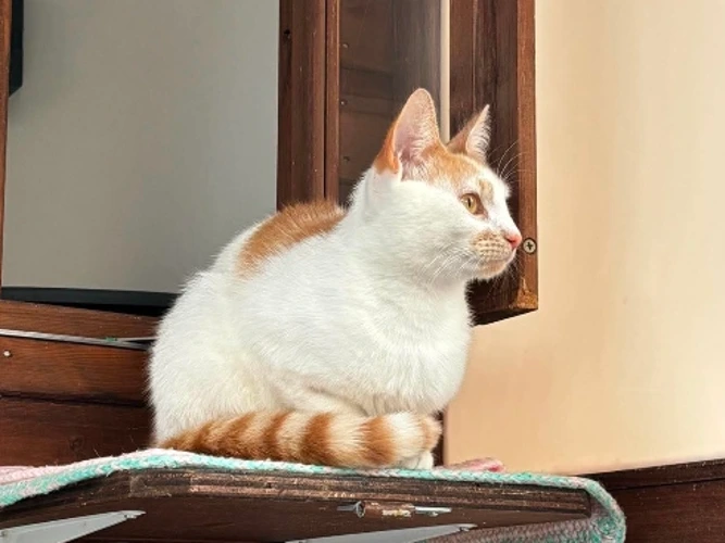 Jasmine