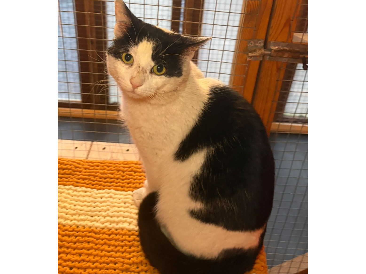 Oreo — Domestic Cat