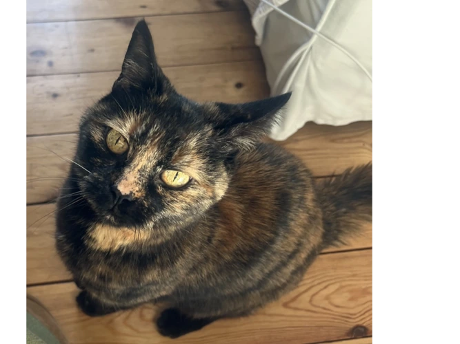 Fay