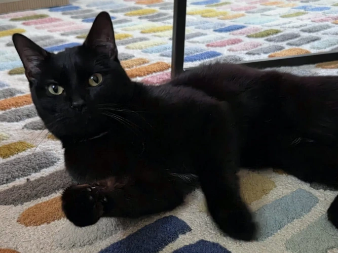 Merlin