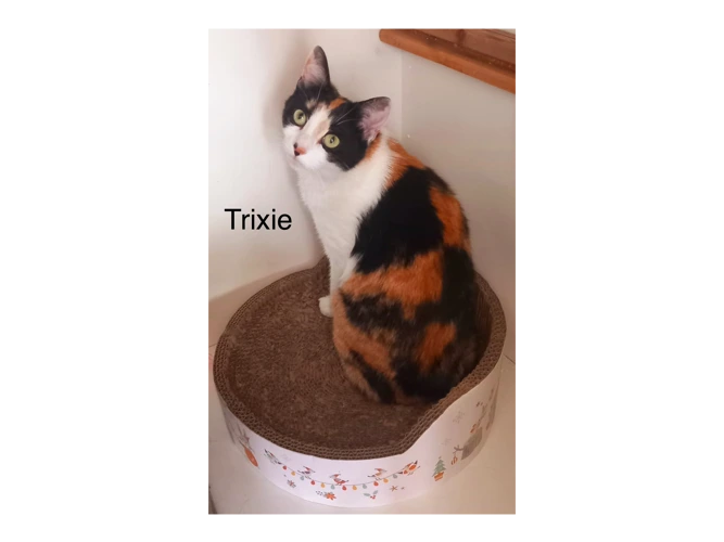 Trixie