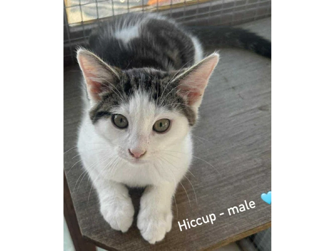 HICCUP