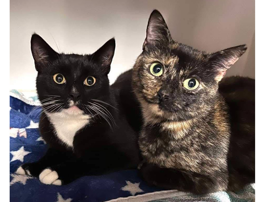 Roxy & Robbie — Domestic Cat