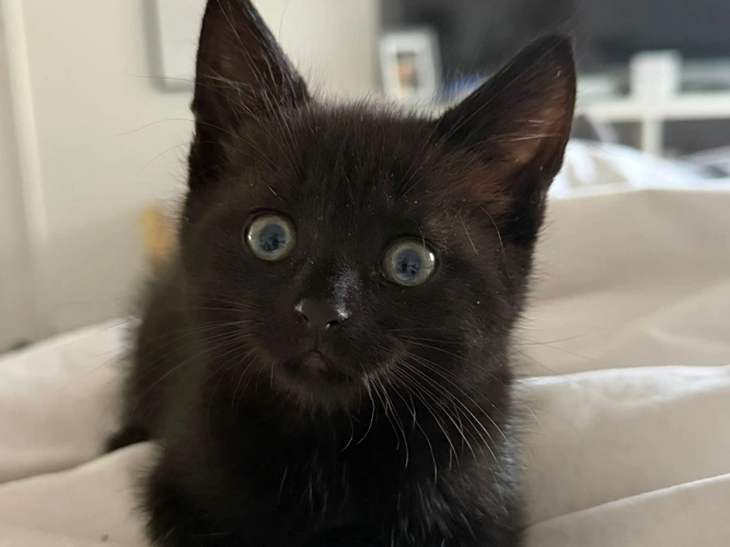 Rory