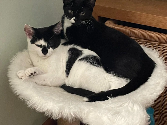 Kittens