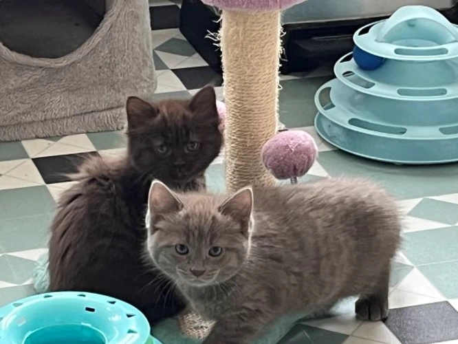 Stevie & Shelley (PAIR)