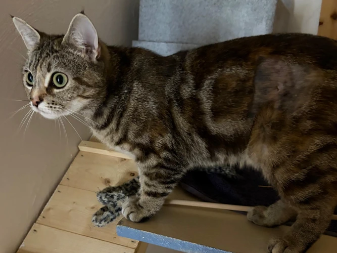 Rosie