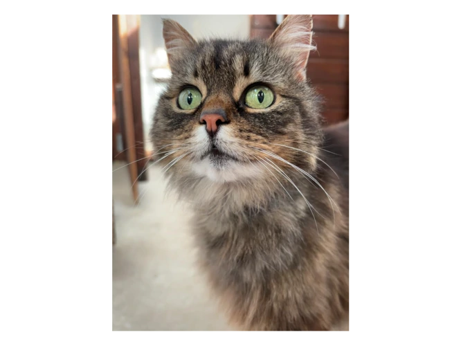 Belle