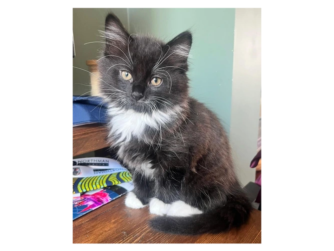 Maya's kittens