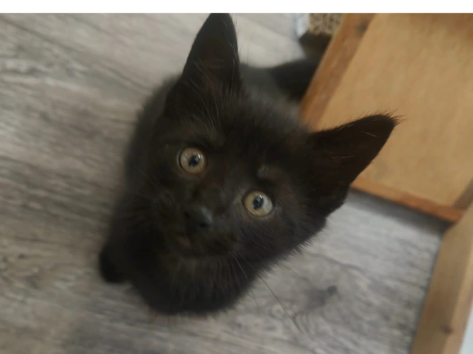Stella