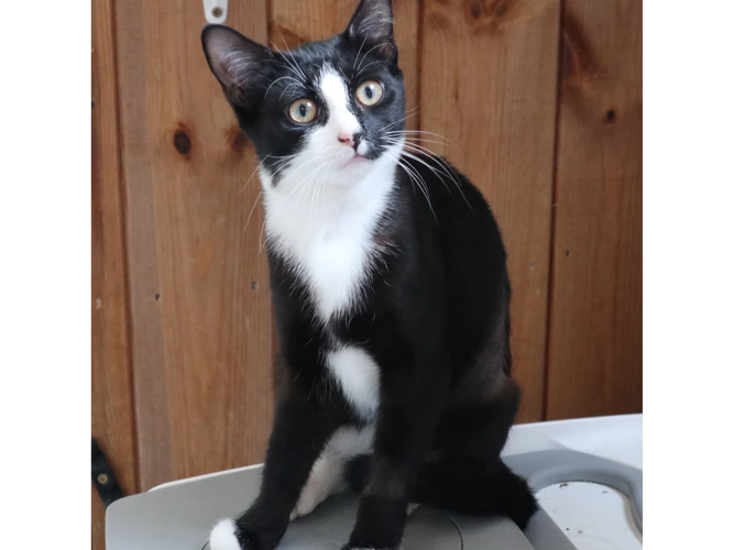Anne - Kitten