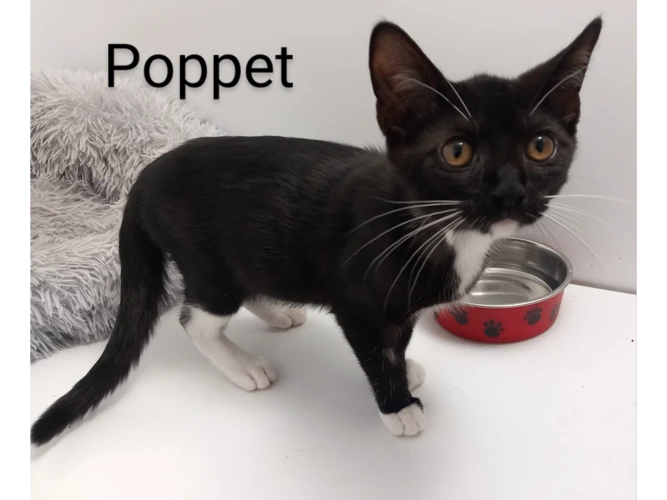 Poppet