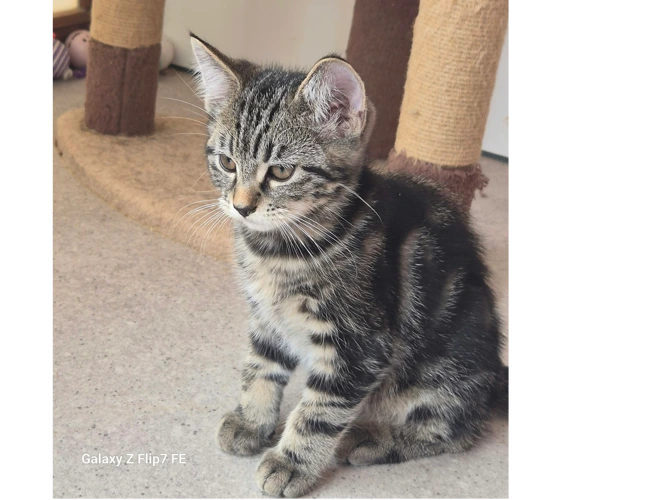 Oliver