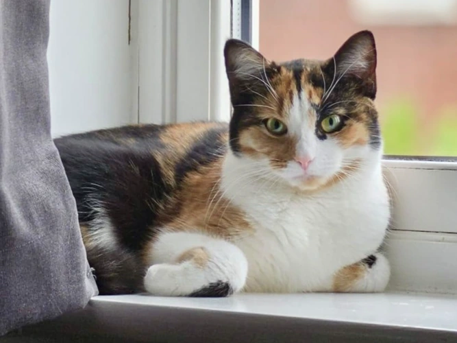 Jasmine