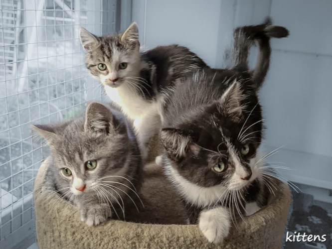 Kittens