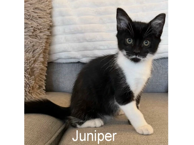 JUNIPER