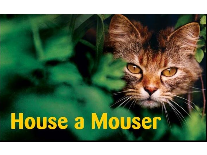 Ferals — Domestic Cat