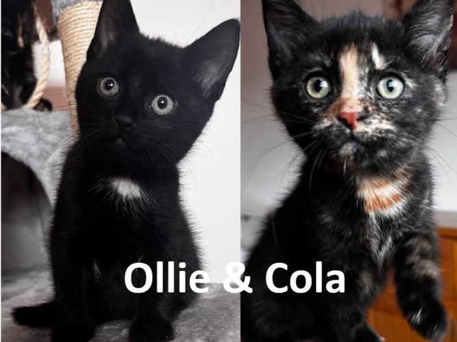 Ollie & Cola