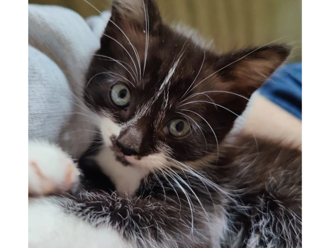 Kittens